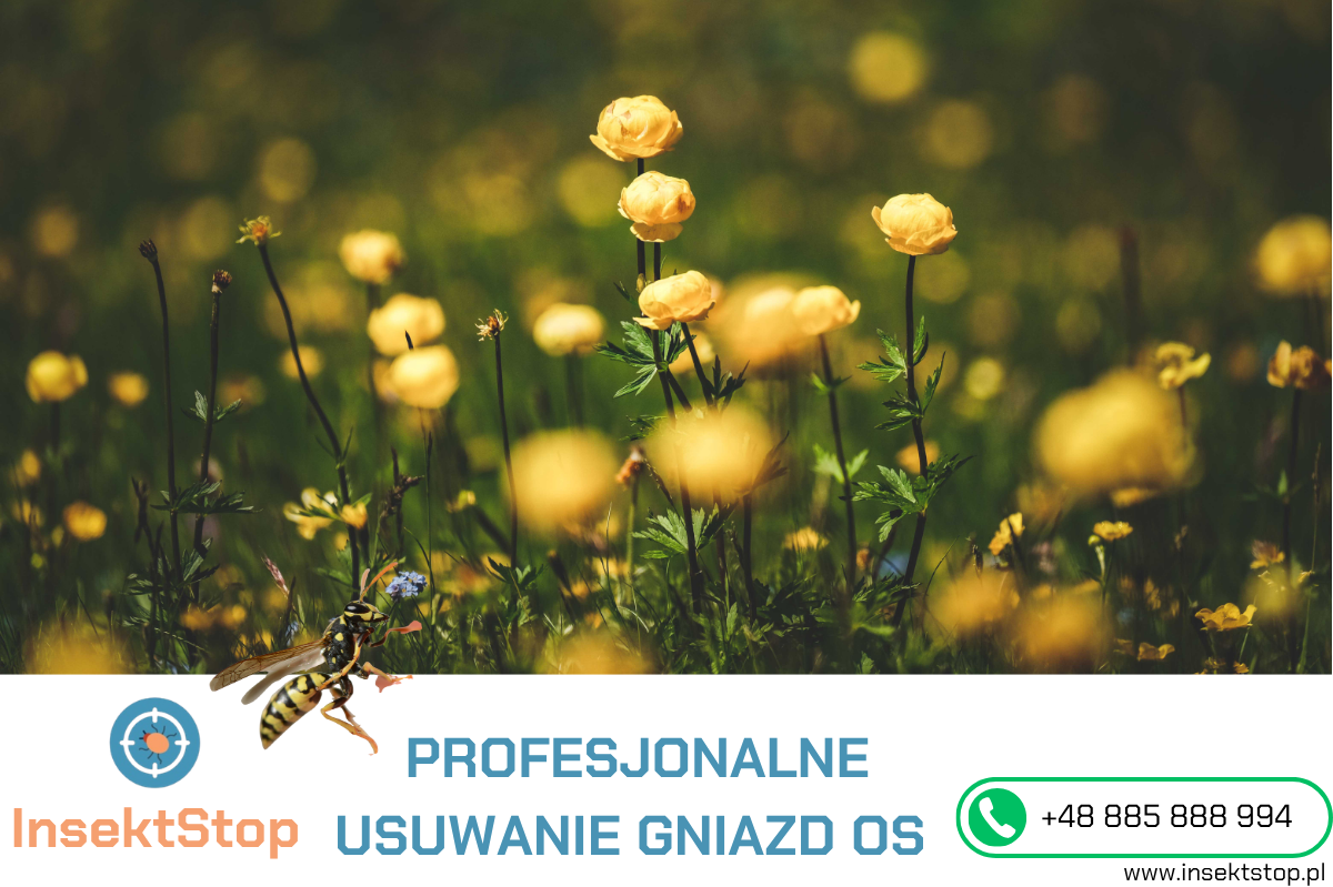 usuwanie gniazd os i szerszeni insektstop.pl